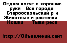 Отдам котят в хорошие руки - Все города, Старооскольский р-н Животные и растения » Кошки   . Тыва респ.